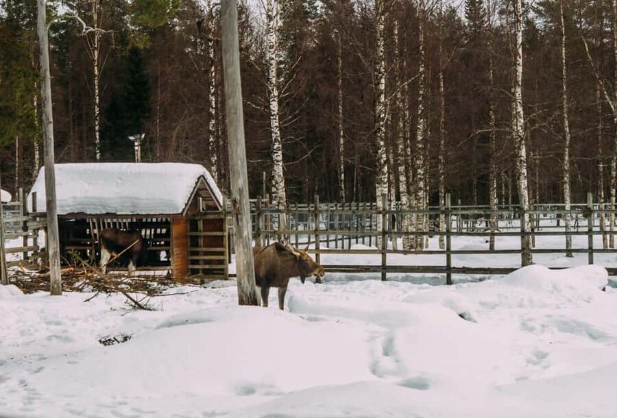 Rovaniemi: Reindeer Farm Visit with Sleigh Ride & Pickup - A quiet introduction to reindeer country