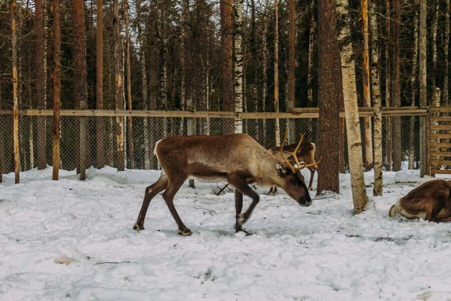 Rovaniemi: Reindeer Farm Visit with Sleigh Ride & Pickup - Pickup from Rovaniemi in a small van