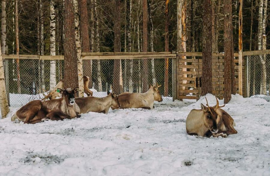Rovaniemi: Reindeer Farm Visit with Sleigh Ride & Pickup - Meeting the reindeer at Raitola Farm