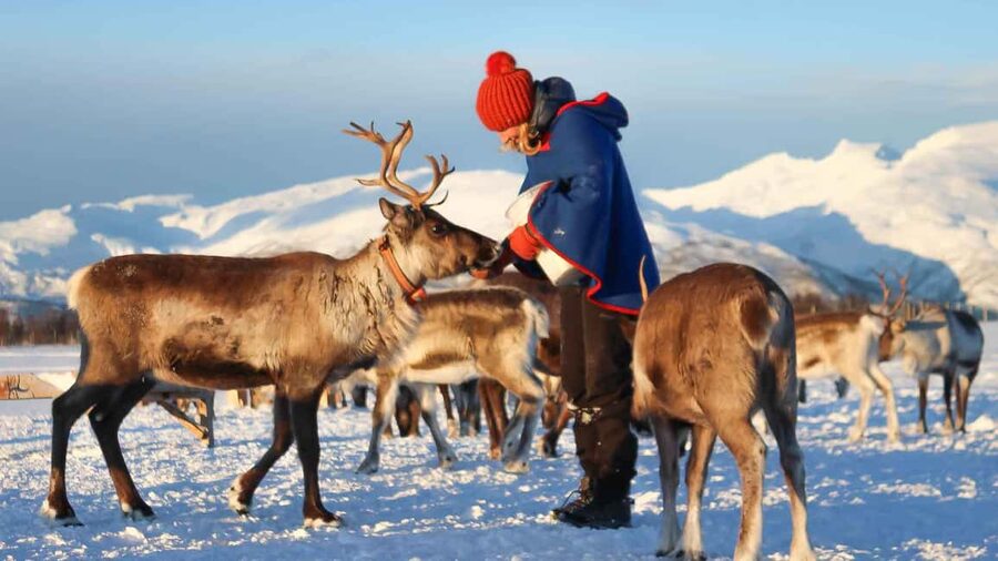 Rovaniemi: Reindeer Farm Visit with Sleigh Ride & Snacks - Meeting the reindeer herd
