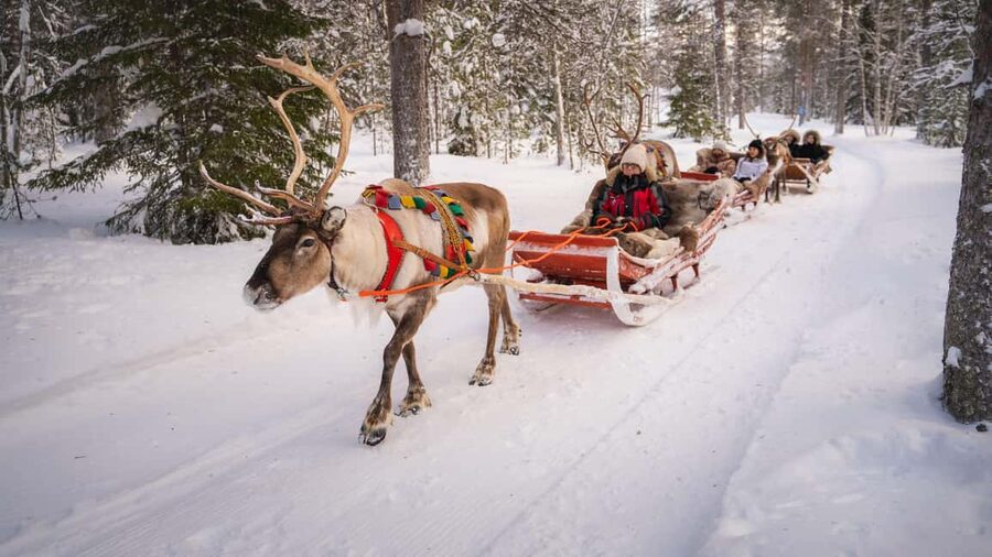 Rovaniemi: Reindeer Farm Visit with Sleigh Ride & Snacks - What the $129 price really covers