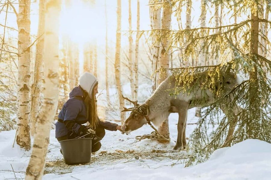 Rovaniemi: Reindeer Safari at 200-Year-Old Farm & Sled Ride - The ride from Rovaniemi in a 2025 4x4 van