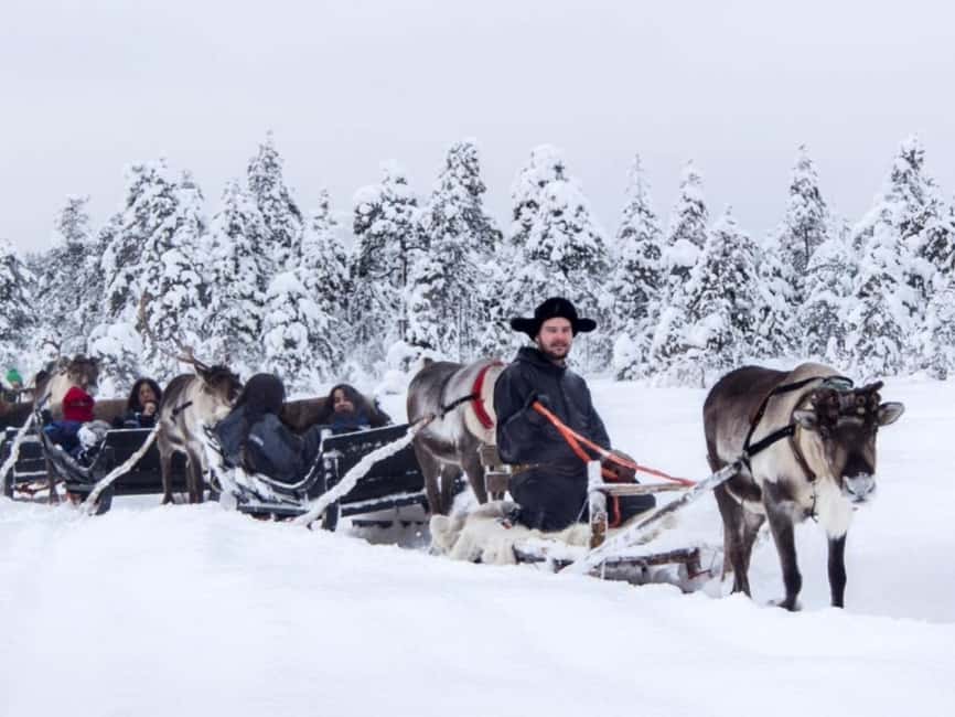 Rovaniemi: Reindeer Safari at 200-Year-Old Farm & Sled Ride - Feeding the herd after the ride