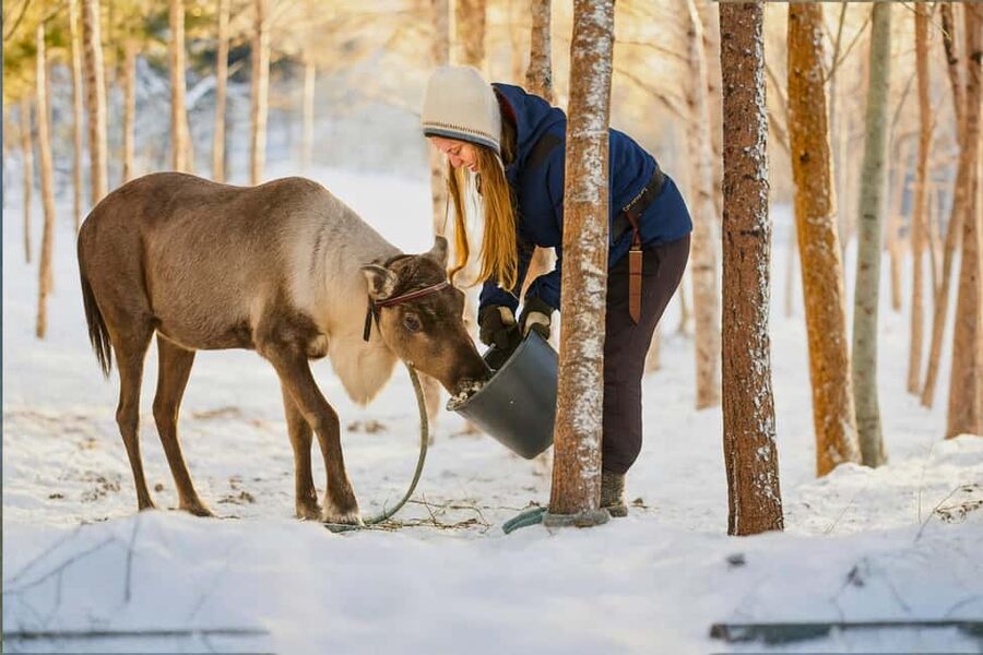 Rovaniemi: Reindeer Safari at 200-Year-Old Farm & Sled Ride - The Reindeer Driving License
