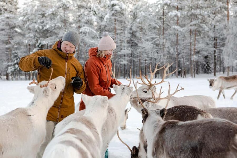 Rovaniemi: Saami Reindeer Farm Visit & Sleigh Ride - Final decision: book it for the full package