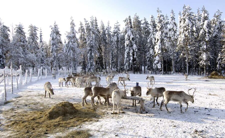 Rovaniemi: Saami Reindeer Farm Visit & Sleigh Ride - Stories inside the Lappish kota hut