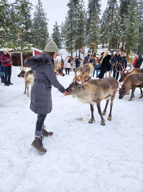 Rovaniemi: Saami Reindeer Farm Visit & Sleigh Ride - What the $129 price really covers
