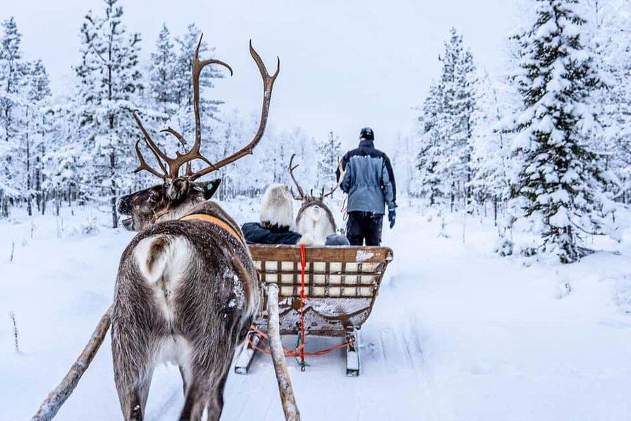 Rovaniemi: Saami Reindeer Farm Visit & Sleigh Ride - Who will get the most from this outing