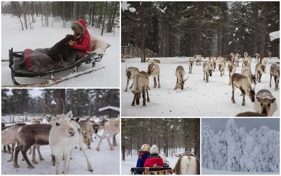 Rovaniemi: Saami Reindeer Farm Visit & Sleigh Ride - How this compares with a Santa Claus Village visit