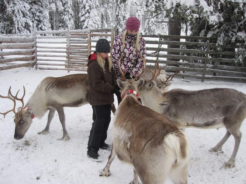 Rovaniemi: Saami Reindeer Farm Visit & Sleigh Ride - Meeting the reindeer and feeding the herd