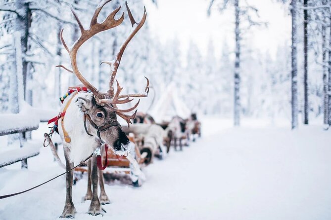 Rovaniemi Santa Claus Village Husky Reindeer Farm Arctic Museum - Who will get the most from this tour?