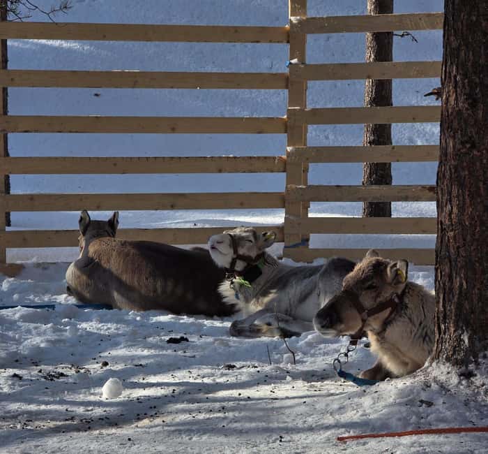 Rovaniemi:Self-drive Husky safari with a Reindeer Farm visit - Soup, Heat, and a Taste of Rural Finland