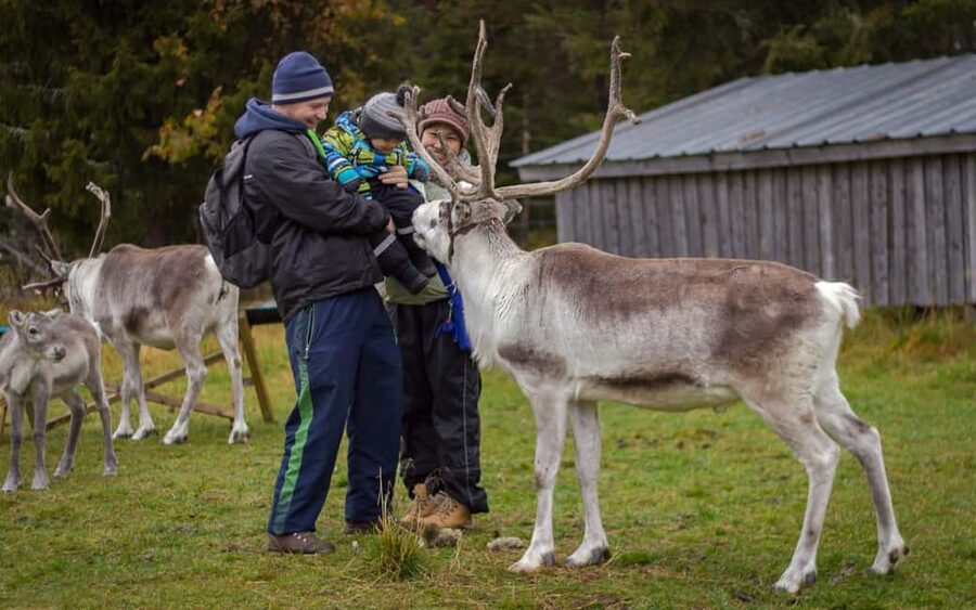 Rovaniemi: Summer/Autumn Reindeer Farm Experience - Meeting reindeer outside Rovaniemi