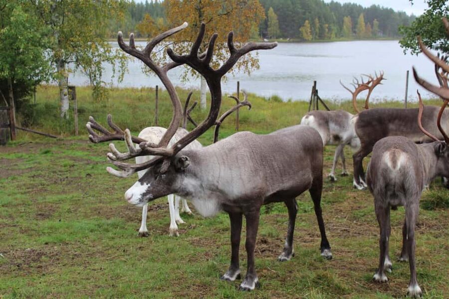 Rovaniemi: Summer/Autumn Reindeer Farm Experience - Why the herder’s story matters