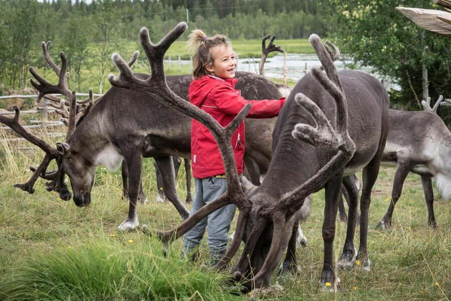 Rovaniemi: Summer/Autumn Reindeer Farm Experience - What happens during the two-hour visit