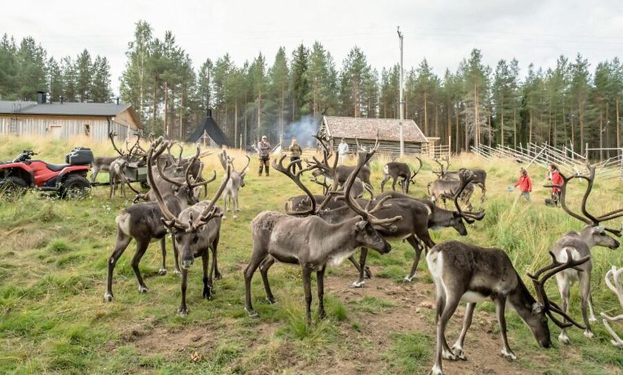 Rovaniemi: Summer Reindeer Farm Experience - Leaving Rovaniemi for the Arctic countryside
