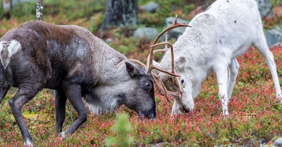 Rovaniemi: Summer Reindeer Farm Experience - What the antlers tell you about the season