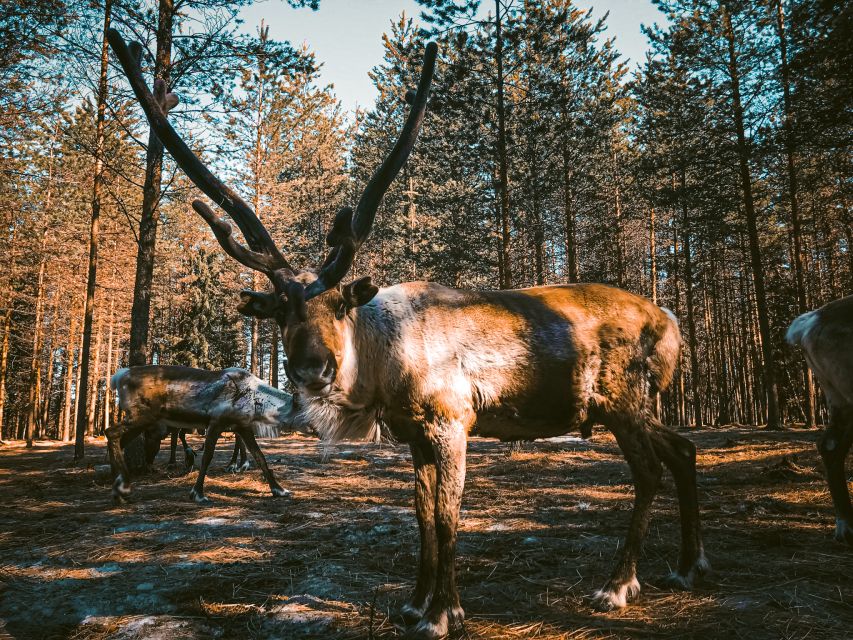 Rovaniemi: Summer Reindeer Farm Experience - Feeding time and close contact