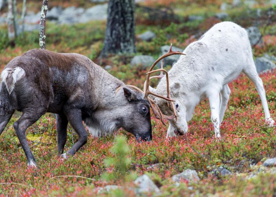 Rovaniemi: Summer Reindeer Farm Experience - Practical tips for a better visit