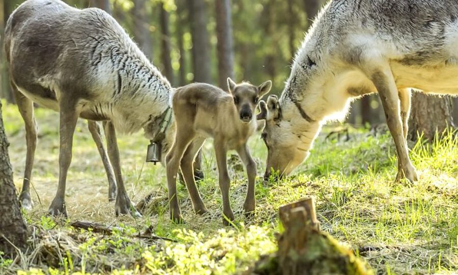 Rovaniemi: Summer Reindeer Farm Experience - Meeting reindeer in their summer season