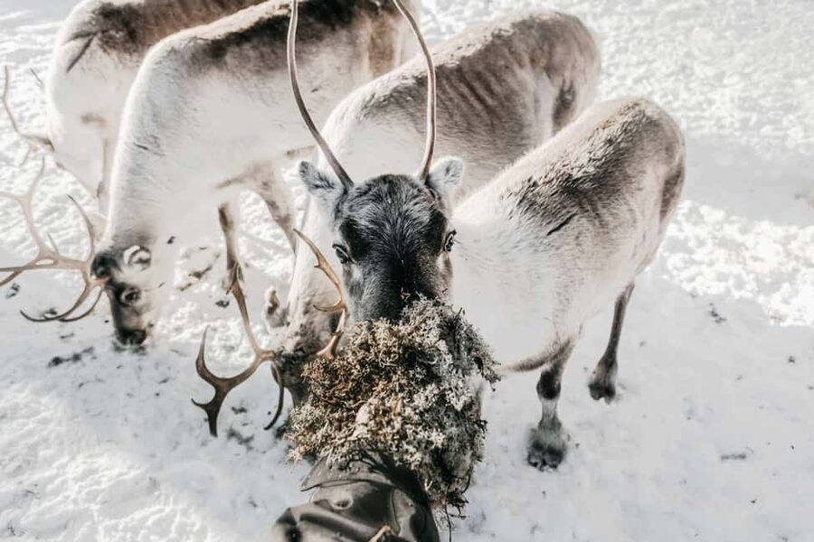 Rovaniemi: Visit to Santa's reindeer farm with reindeer ride - Meeting the reindeer and local herder