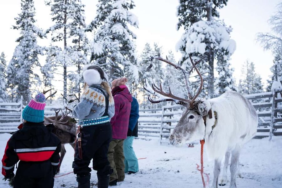 Saariselkä: Reindeer Farm Experience with Snack and Drinks - A 45-minute visit with the animals