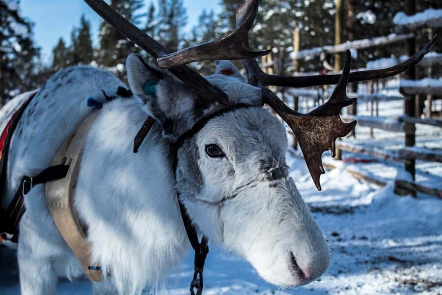 Saariselkä: Reindeer Farm Experience with Snack and Drinks - Grilled sausages inside the Aurora Hut