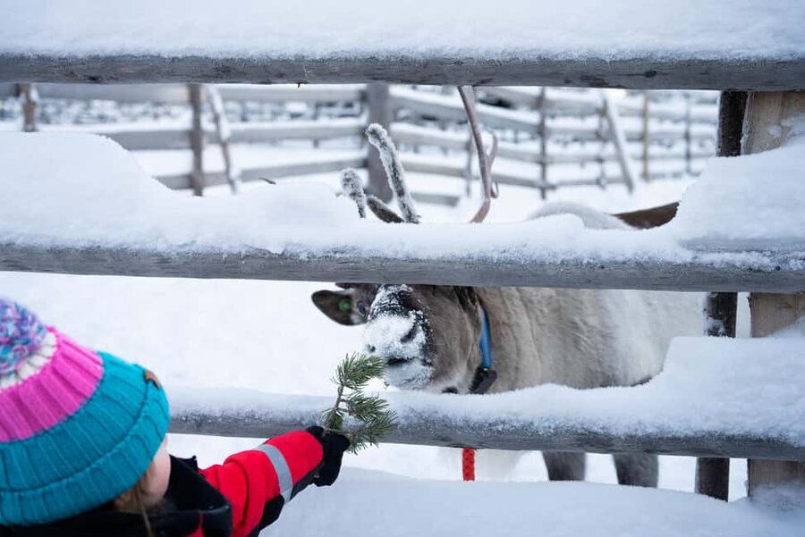Saariselkä: Reindeer Farm Experience with Snack and Drinks - Can you see the northern lights?