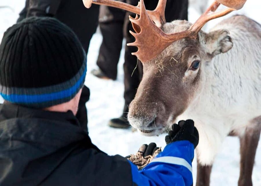 Saariselkä: Reindeer Farm Experience with Snack and Drinks - Winter clothing and comfort