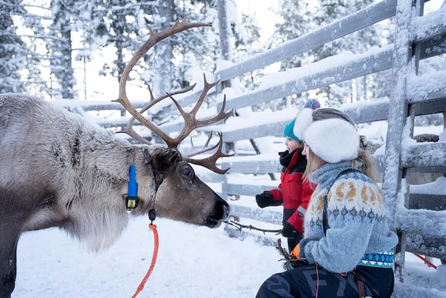 Saariselkä: Reindeer Farm Experience with Snack and Drinks - What $69 buys you