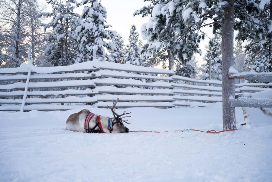 Saariselkä: Reindeer Farm Experience with Snack and Drinks - Who should book this experience?