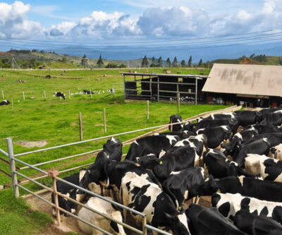 Sabah: Kinabalu Park, Hot Springs, and Cow Farm Day Tour