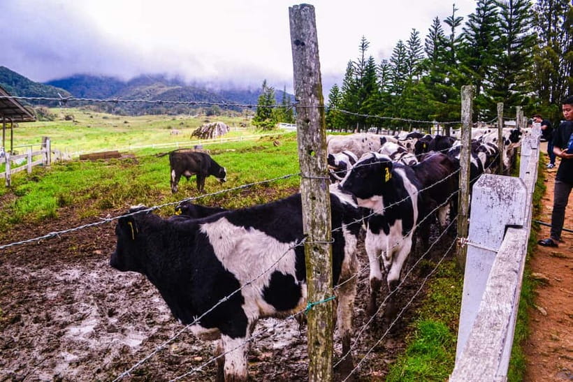 Sabah: Kinabalu Park, Poring Hot Springs & Desa Farm Tour - Key points to know before booking
