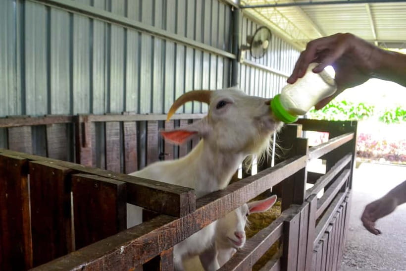 Sabah: Kinabalu Park, Poring Hot Springs & Desa Farm Tour - Should you book this Sabah tour?