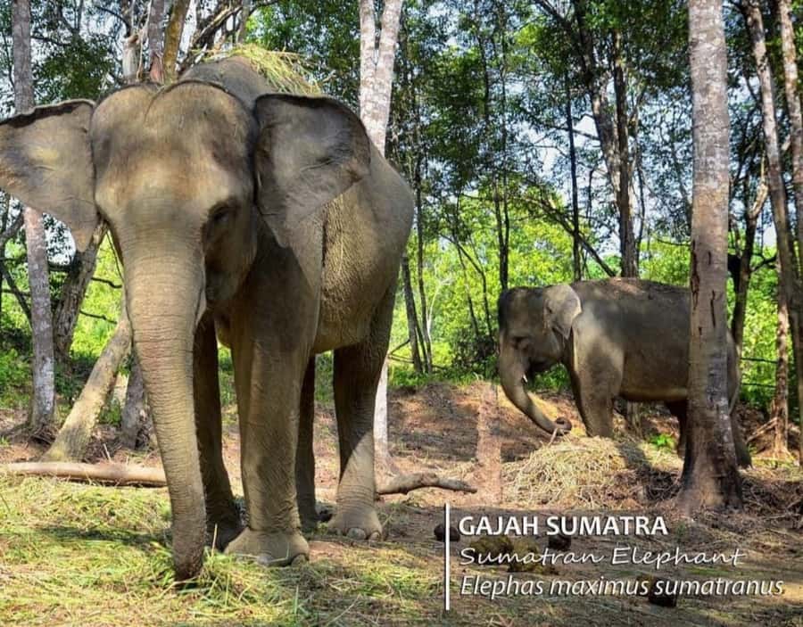 Safari Lagoi & Eco Farm Bintan - Starting from Bintan Beach International Resorts