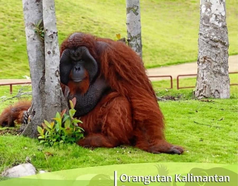 Safari Lagoi & Eco Farm Bintan - Why the Eco Farm adds real value