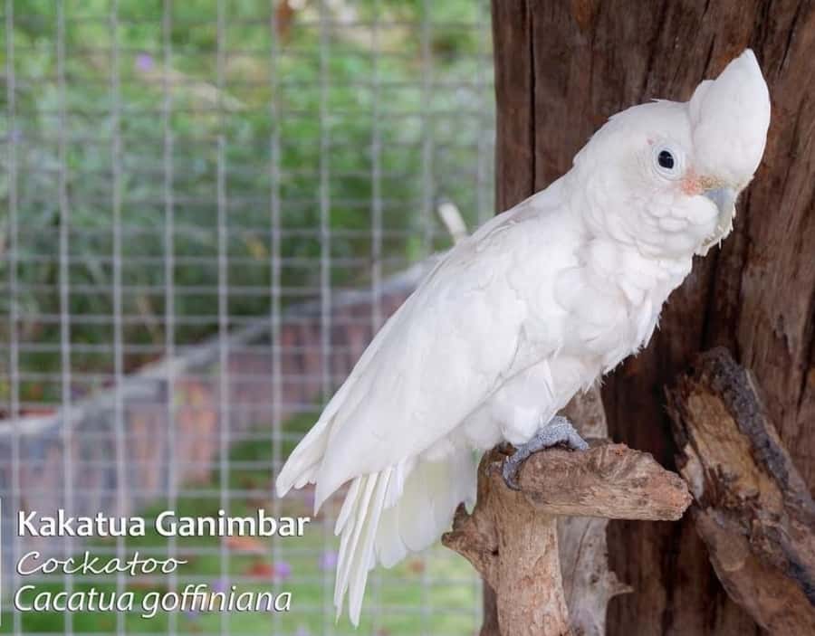 Safari Lagoi & Eco Farm Bintan - Is $27 a fair price?