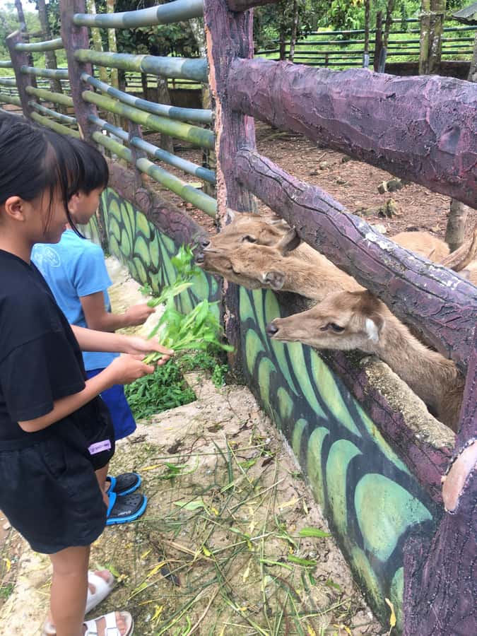 Safari Lagoi & Eco Farm Bintan - Booking details that affect your decision