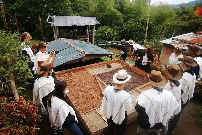 Salento and Cócora Tour plus Coffee Farm from Pereira or Armenia - Cocora Valley and the giant wax palms