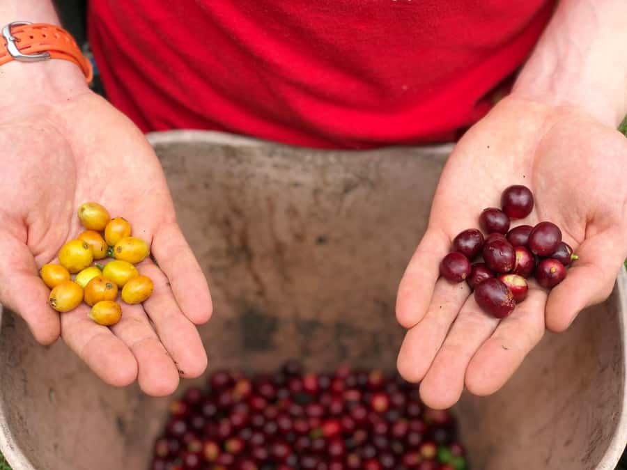 Salento: Coffee Farm Tour with Tasting - From Filandia to a Traditional Coffee Finca