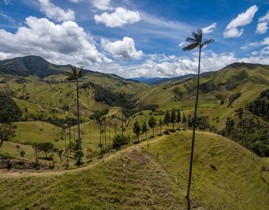 Salento: Private Cocora Valley, Salento & Coffee Farm Tour - From coffee plant to your own cup