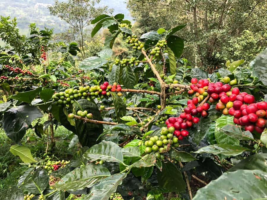 Salento: Private Cocora Valley, Salento & Coffee Farm Tour - Adding Salento and lunch to the day