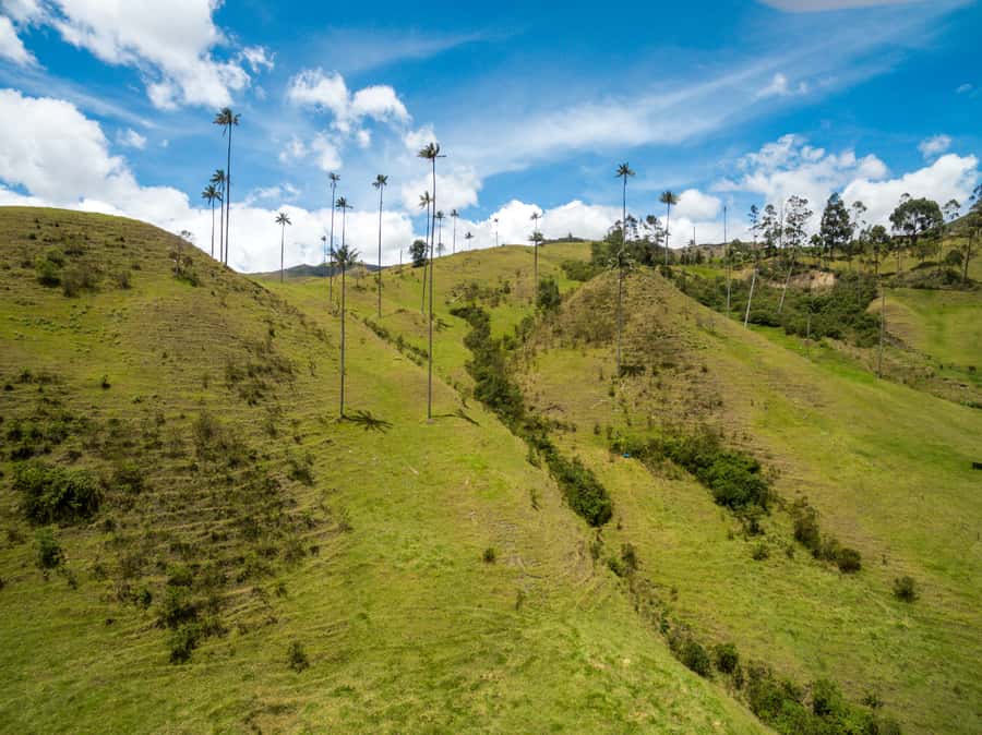 Salento: Private Cocora Valley, Salento & Coffee Farm Tour - Who should book this day?