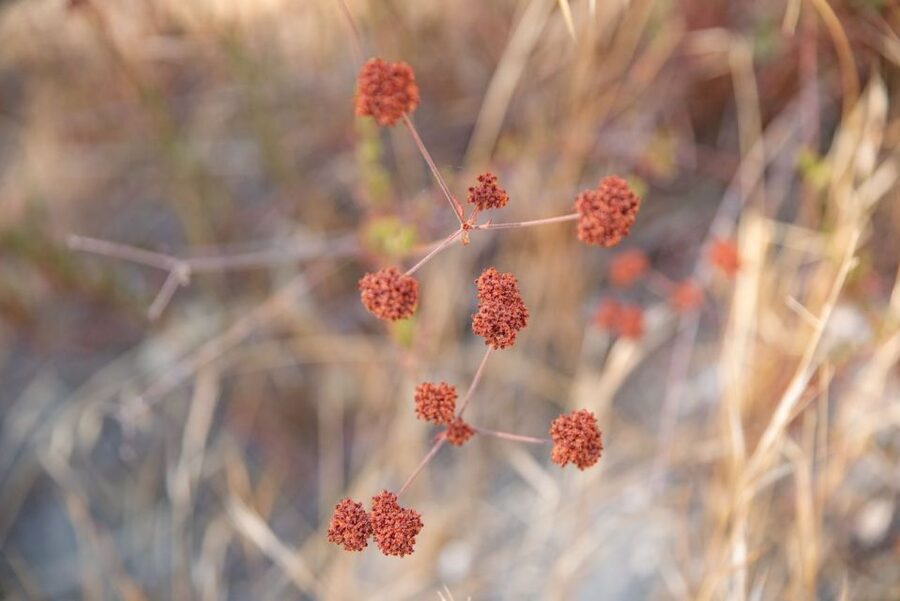 San Luis Obispo: Margarita Ranch Foraging Tour - Who should book this experience