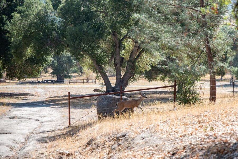 San Luis Obispo: Margarita Ranch Foraging Tour - The opening walk: learning to look before you collect