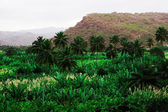 Santiago Island: Banana Plantation, Natural Park & Workshop with a local family - The family kitchen in São Lourenço dos Órgãos