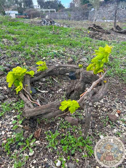 Santorini: Farm and Winery Guided Tour - Key things to know before you book