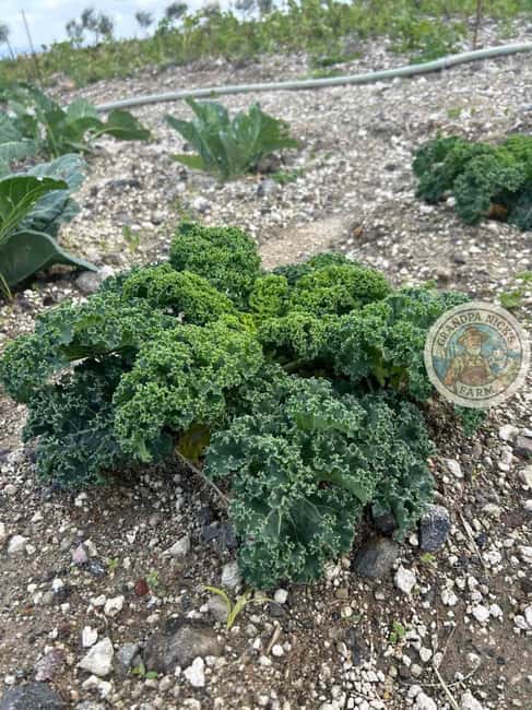 Santorini: Farm and Winery Guided Tour - A farm visit with a personal welcome