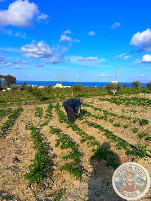 Santorini: Farm and Winery Guided Tour - Tasting Assyrtiko, Vinsanto, and local styles