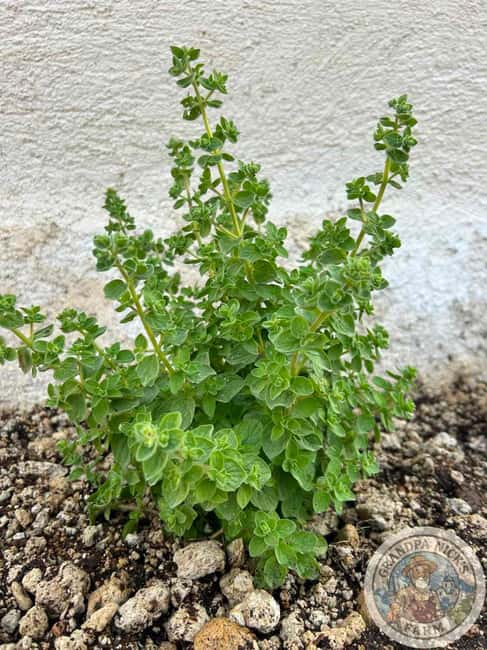 Santorini: Farm and Winery Guided Tour - Why Santorini’s vegetables taste different
